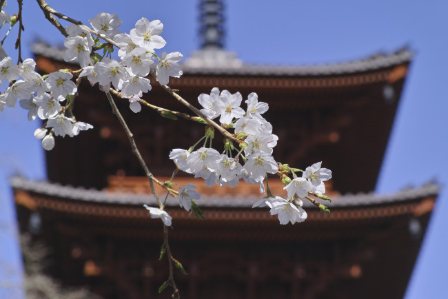 Обои картинки фото цветы, сакура,  вишня, небо, ветка, крыша