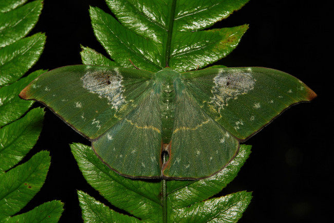 Обои картинки фото животные, бабочки, бабочка, itchydogimages, лист, макро, усики, крылья, зелёная