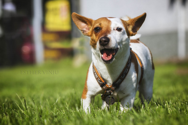 Обои картинки фото животные, собаки, собака, радость, бежит, трава, солнечно