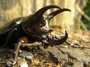 Картинка животные насекомые рога носорог макро жук