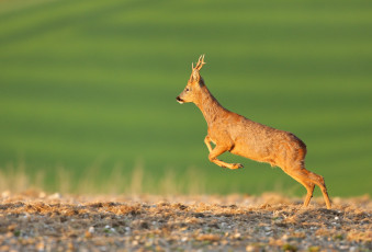 Картинка животные олени прыжок оленёнок фон