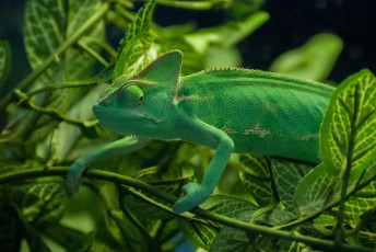 Картинка животные хамелеоны листья зелень хамелеон ветки ящерица