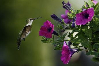 Картинка животные колибри петунии цветы птица нектар полет