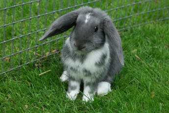 Картинка животные кролики +зайцы крольчонок