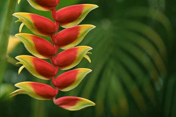 Картинка цветы тропики красно-жёлтые фон