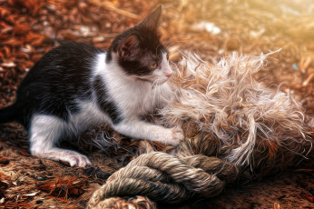 Картинка животные коты обработка котёнок