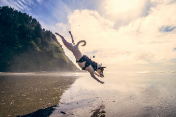 Картинка животные собаки море прыжок собака вода