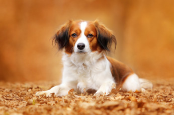 Картинка животные собаки взгляд собака осень листья портрет коикерхондье