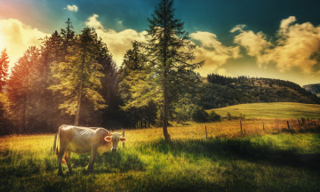 Картинка животные коровы +буйволы луг корова деревья