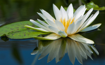 Картинка цветы лилии+водяные +нимфеи +кувшинки нимфея водяная лилия вода белая отражение