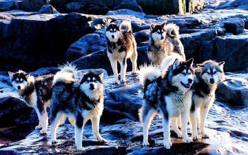 Картинка животные собаки порода хаски huskies