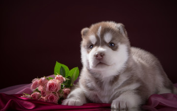 Картинка животные собаки розы щенок порода хаски ткань