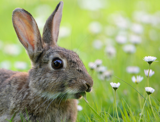 Обои картинки фото животные, кролики,  зайцы, трава, цветы, кролик, луг