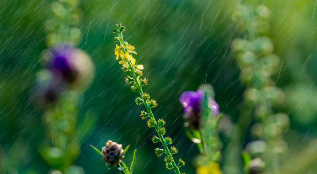Обои картинки фото цветы, луговые , полевые,  цветы, луг, дождь, трава