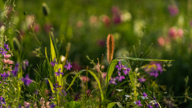 Обои картинки фото цветы, луговые , полевые,  цветы, луг, трава, боке, утро