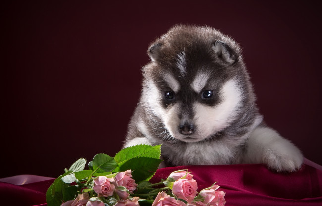 Обои картинки фото животные, собаки, пятнистый, черно-белый, розы, хаски, ткань, щенок