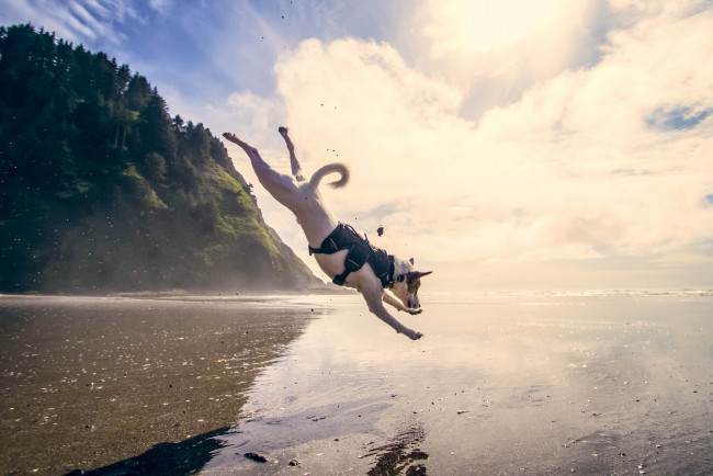 Обои картинки фото животные, собаки, море, прыжок, собака, вода