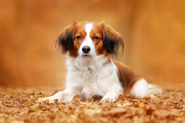 Обои картинки фото животные, собаки, взгляд, собака, осень, листья, портрет, коикерхондье