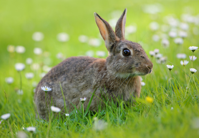 Обои картинки фото животные, кролики,  зайцы, луг, цветы, заяц