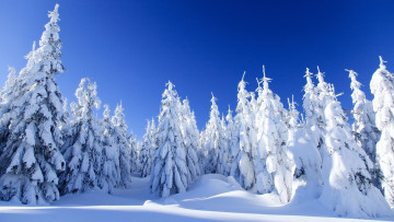 Картинка природа зима снег пейзаж мороз ель лес