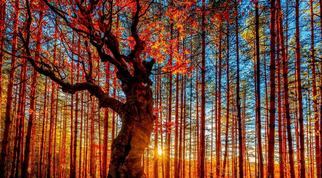 Обои картинки фото природа, лес, осень, деревья, солнце, листва