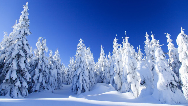 Обои картинки фото природа, зима, снег, пейзаж, мороз, ель, лес