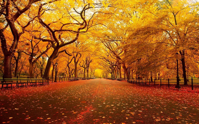 Обои картинки фото природа, дороги, осень, парк, деревья, листопад, краски, осени