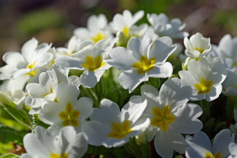 Картинка цветы примулы весна белый цвет первоцветы белоснежность нежность макро дача красота пробуждение природа примула флора растения апрель