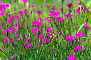 Картинка цветы гвоздики флора розовый цвет растения природа позитив макро лето дача красота