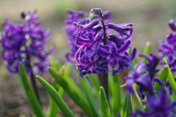 Картинка цветы гиацинты макро красота дача весна май первоцветы растения радость природа флора фиолетовый цвет
