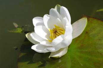 Картинка цветы лилии+водяные +нимфеи +кувшинки растения пруд природа позитив лето кувшинка красота вода белый цвет флора цветок
