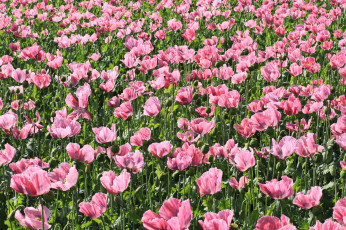 Картинка цветы маки растения природа простор страны саксония розовый цвет ковёр клипарт июнь настроение мак красота краски поле опиум открытка пейзаж флора урожай