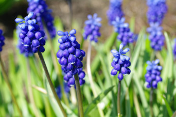 Картинка цветы мускари дача луковичные красота весна мышиный гиацинт флора синий цвет растения макро май природа