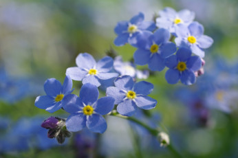Картинка цветы незабудки флора радость природа первоцветы нежность макро май красота дача голубой цвет весна