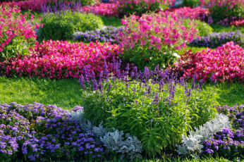 Картинка цветы разные+вместе санкт-петербург сад россия прогулка природа питер петергоф красота клумба