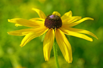 Картинка цветы рудбекия флора красота июль жёлтый цвет дача ассоциации природа лето лепестки цветок
