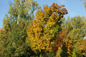 Картинка природа деревья осень листья небо