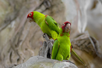 Картинка животные попугаи птицы пара природа