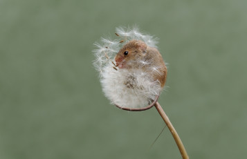 Картинка животные крысы +мыши одуванчик мышка мышь-малютка природа