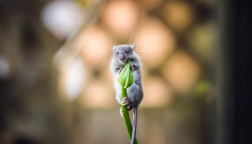 Картинка животные крысы +мыши цветок мышка фон