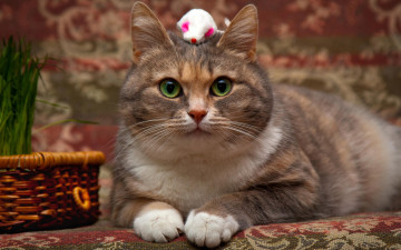 Картинка животные коты портрет кошка кот корзинка взгляд игрушка мышка фон глаза зеленые