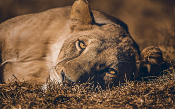 Картинка животные львы морда