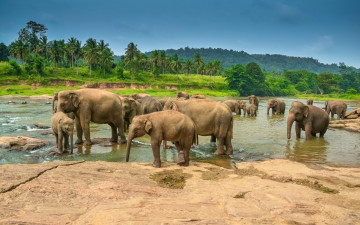 Картинка животные слоны тропики стадо водопой пальмы река пейзаж
