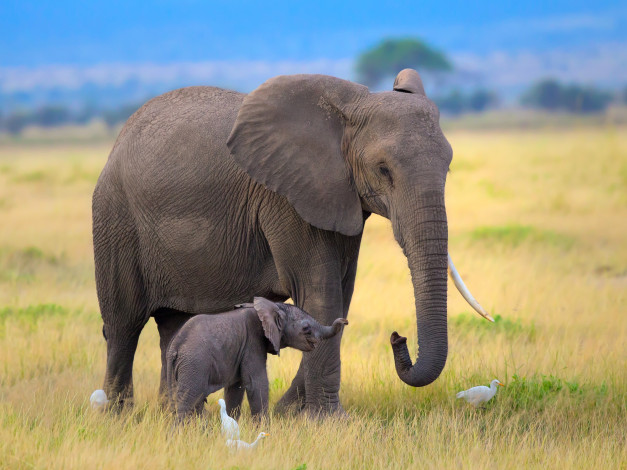 Обои картинки фото животные, слоны, савана