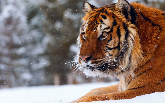 Обои картинки фото животные, тигры, профиль