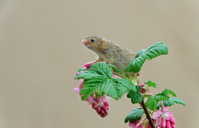 Обои картинки фото животные, крысы,  мыши, природа, мышка, мышь-малютка, цветок