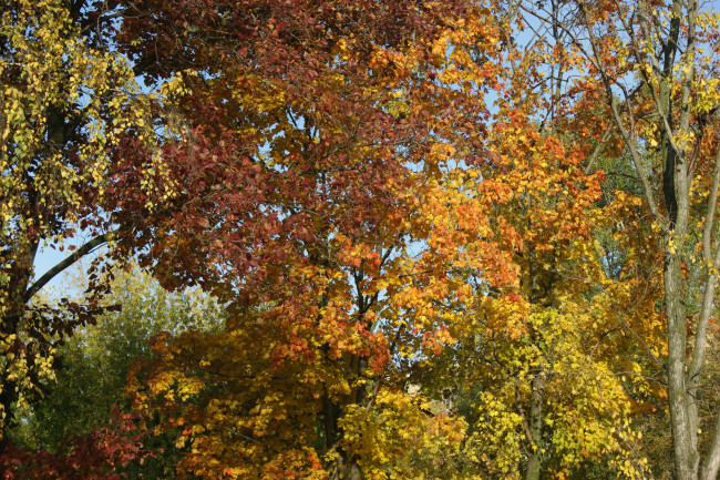 Обои картинки фото природа, деревья, небо, листья, осень