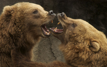 Картинка животные медведи два борьба бурый гризли кодьяк животное хищник млекопитающее хордовые