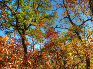 Картинка природа деревья листья осень