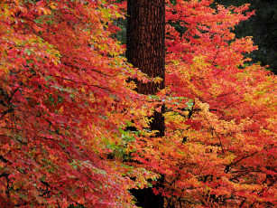 Картинка природа деревья осень ветки ствол